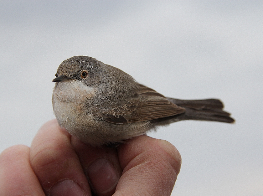 Subalpine Warbler, Sundre 20120427